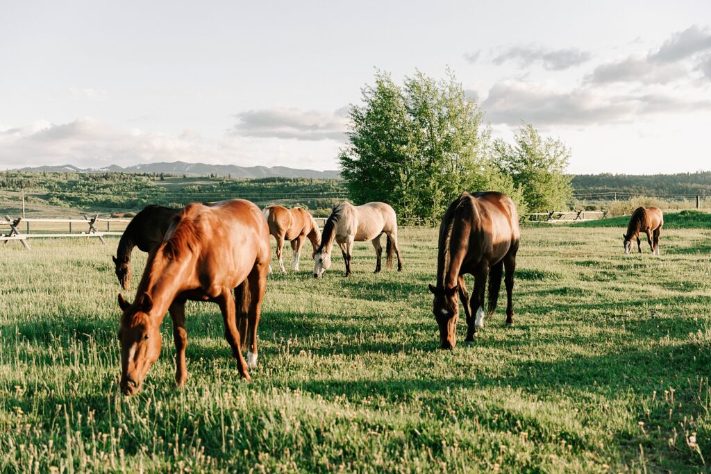 horses grazing at diamond cross ranch, near teton cabins.