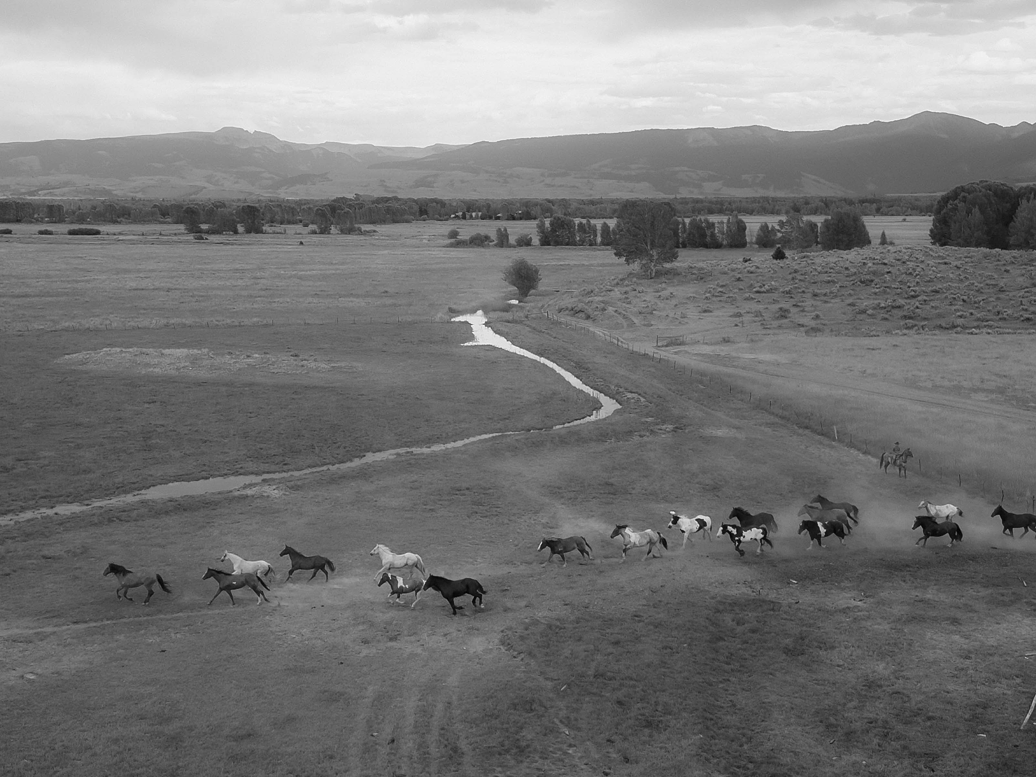 a horse release taken by local jackson wedding photographer adrian wayment.